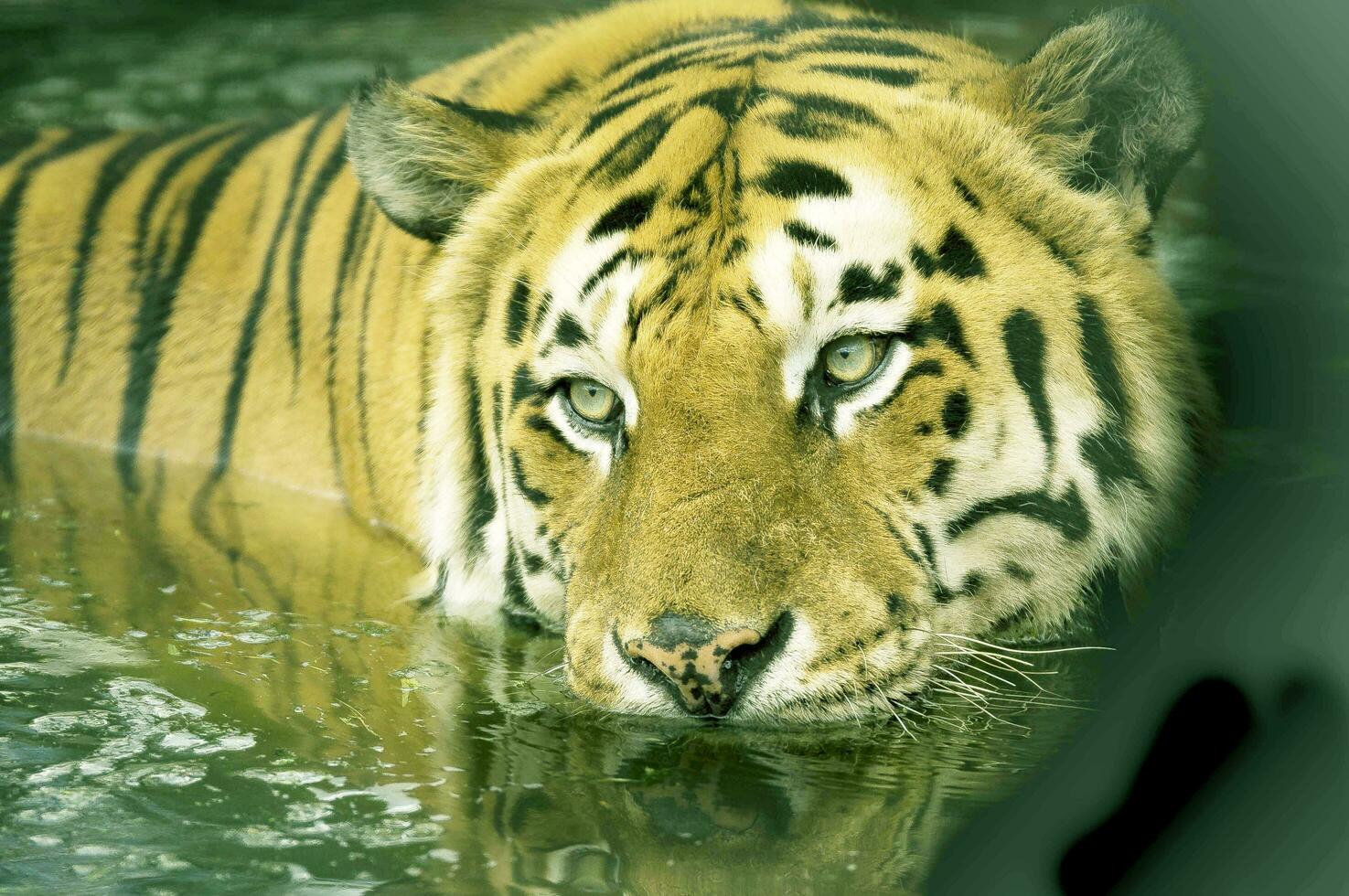 The tiger sits in the river to catch prey photo