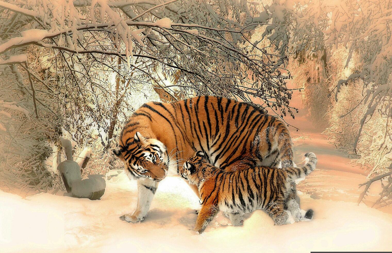 The tiger is playing with her cub in the snow country photo