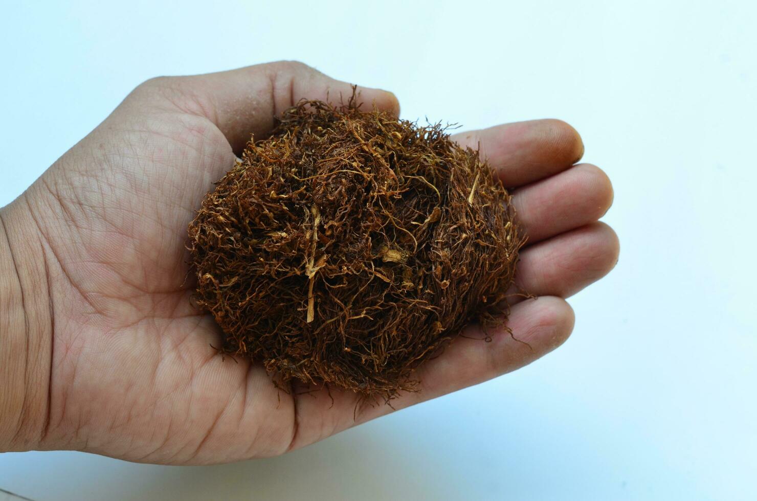 Indonesian tobacco in the hands of adults, isolated at white backgroun photo