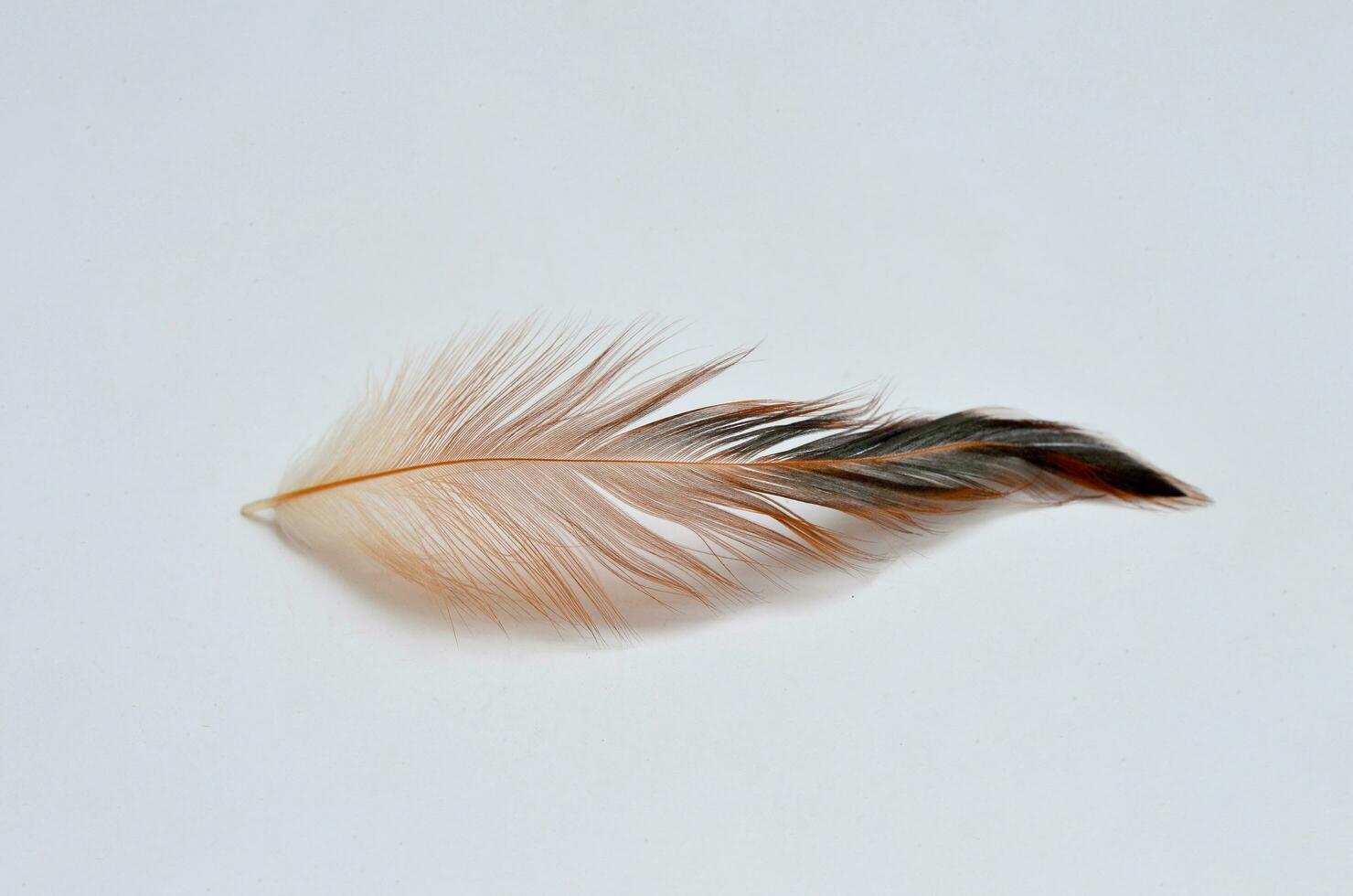 bird feathers isolated at white background photo