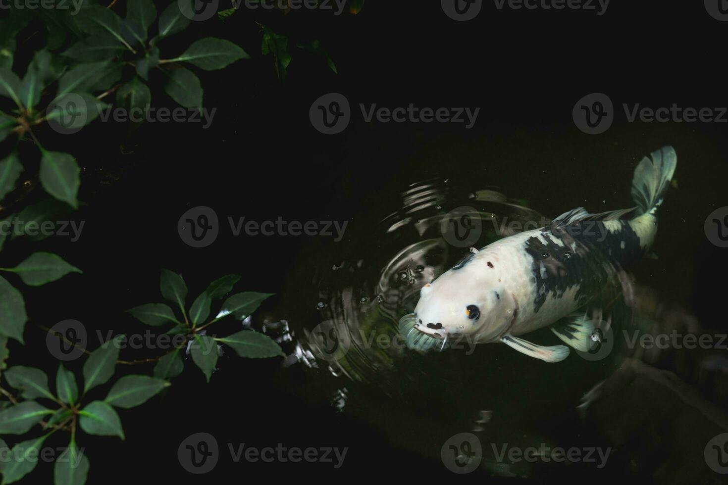 Close-up white Japanese koi fish in a pond in the garden. photo