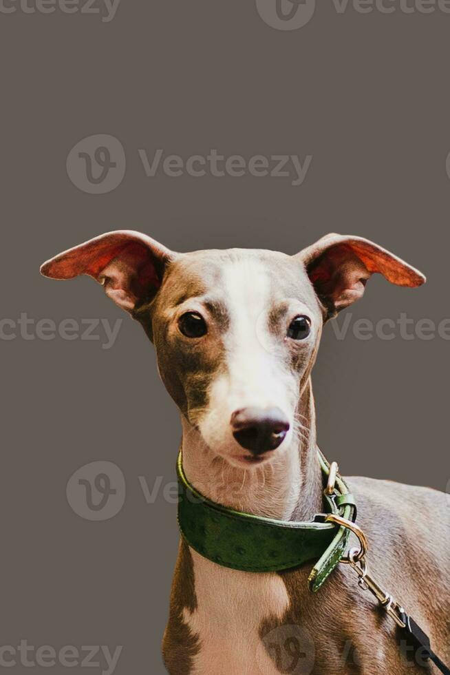 Portrait greyhound dog pet looking at camera Isolated on grey background. photo