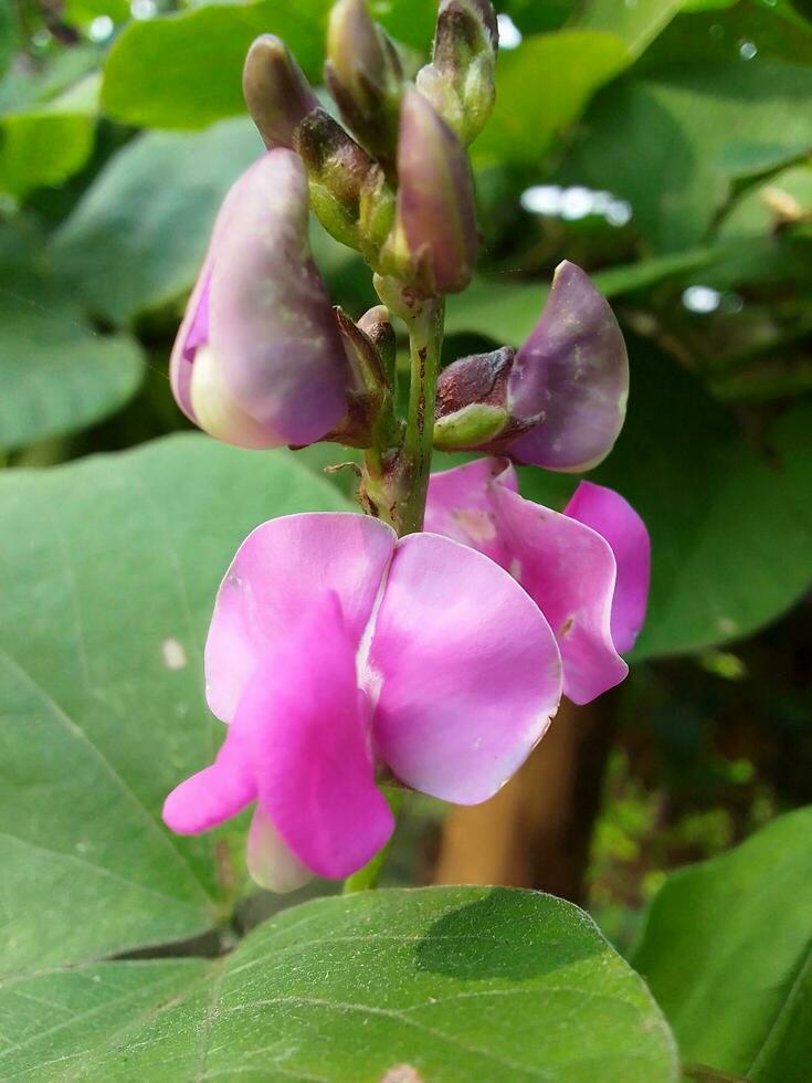 jacinto frijol, belleza flor, belleza naturaleza foto