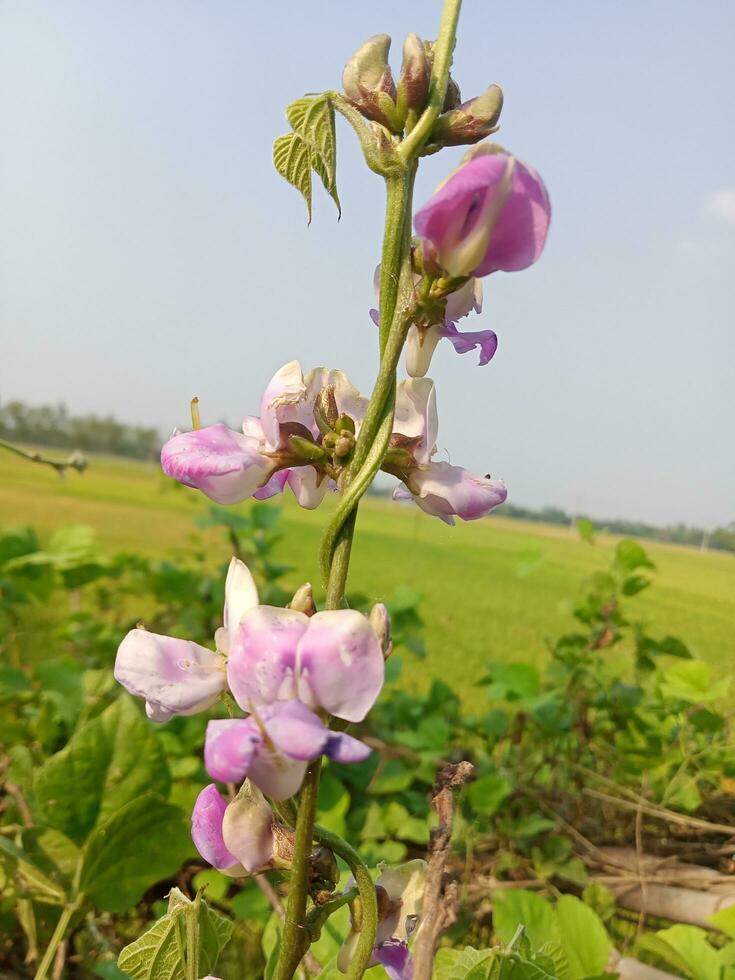 jacinto frijol, belleza flor, belleza naturaleza foto