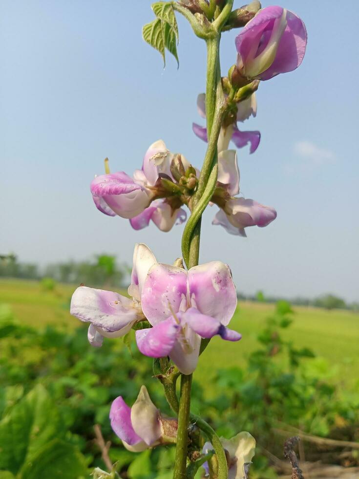 Hyacinth bean, beauty flower, beauty nature photo