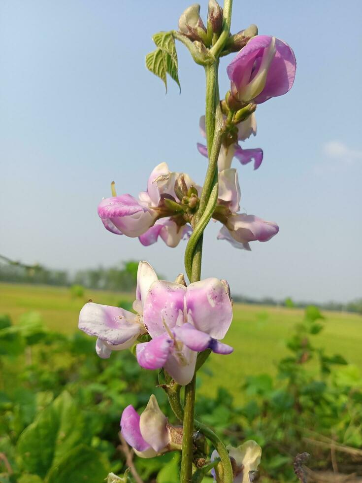 jacinto frijol, belleza flor, belleza naturaleza foto