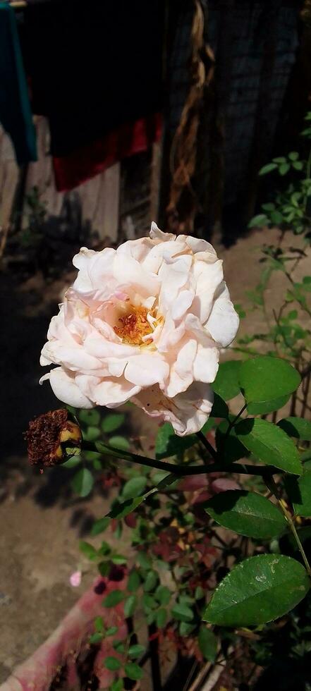 Garden Roses, wallpaper, beauty flower photo