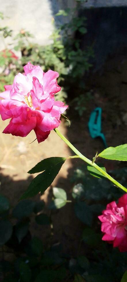 Garden Roses, wallpaper, beauty flower photo