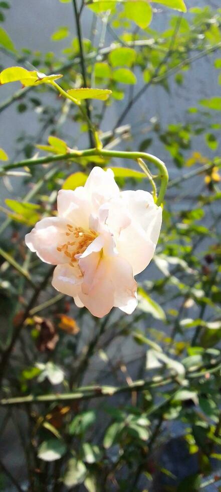 Garden Roses, wallpaper, beauty flower photo