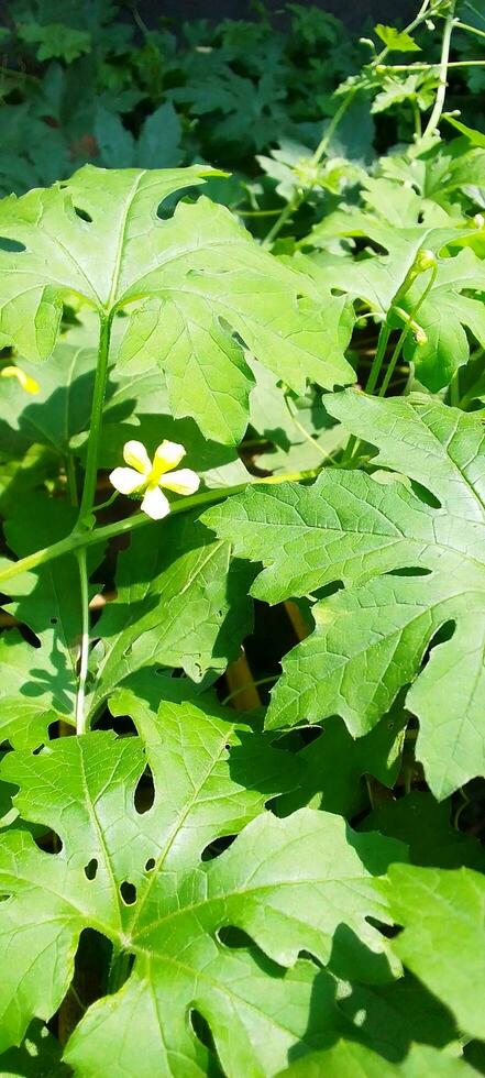 Bitter melon flower, wallpaper, beauty nature photo