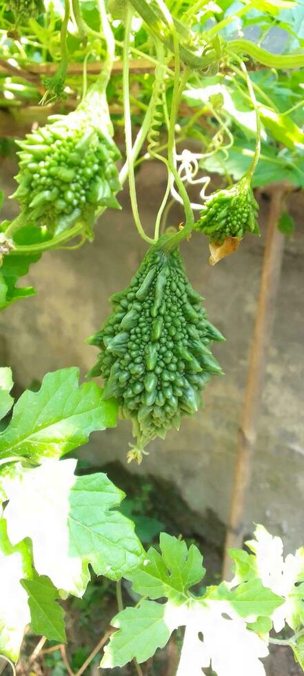 Bitter melon flower, wallpaper, beauty nature photo