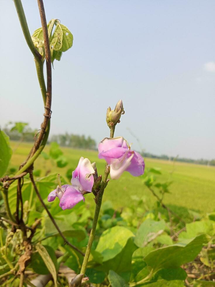 jacinto frijol, belleza flor, belleza naturaleza foto