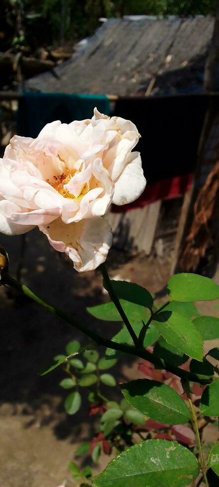 Garden Roses, wallpaper, beauty flower photo