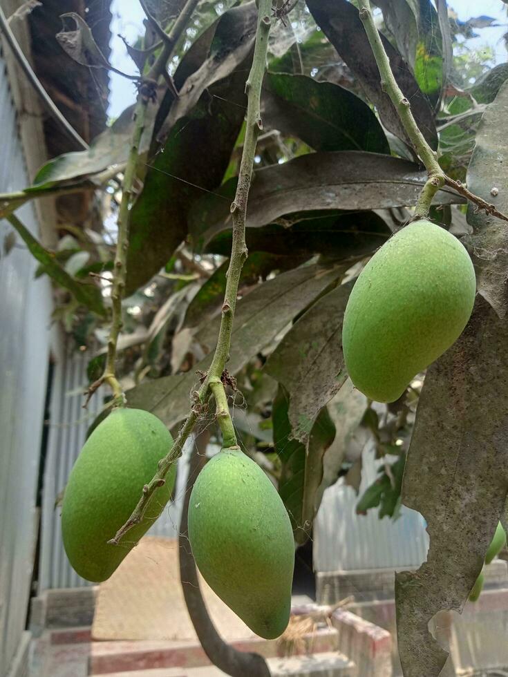 Mango, delicious food, ripe mango, natural food photo