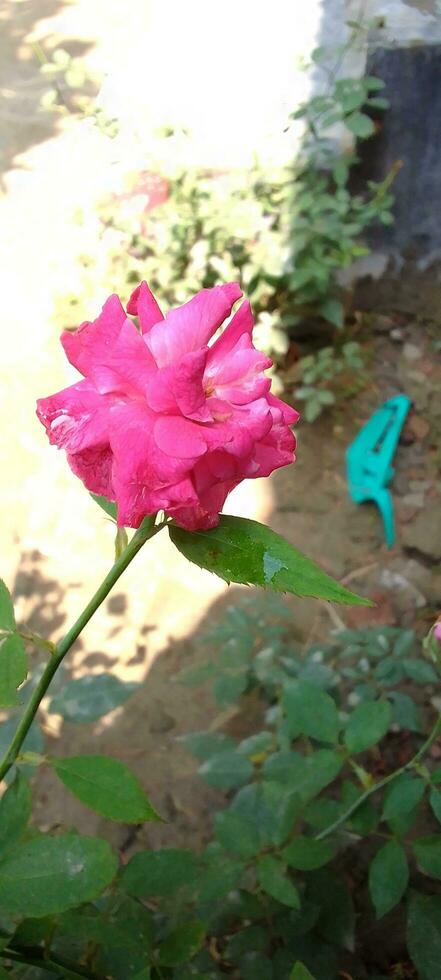 Garden Roses, wallpaper, beauty flower photo