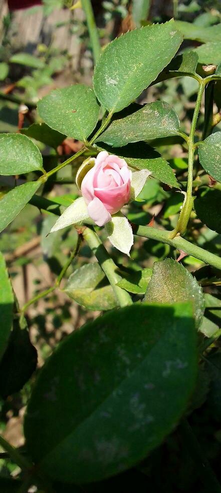 Garden Roses, wallpaper, beauty flower photo