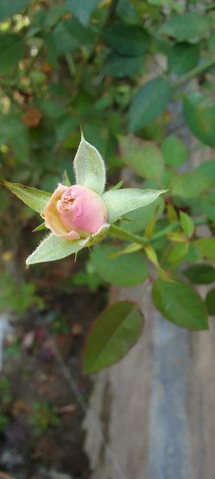 Garden Roses, wallpaper, beauty flower photo
