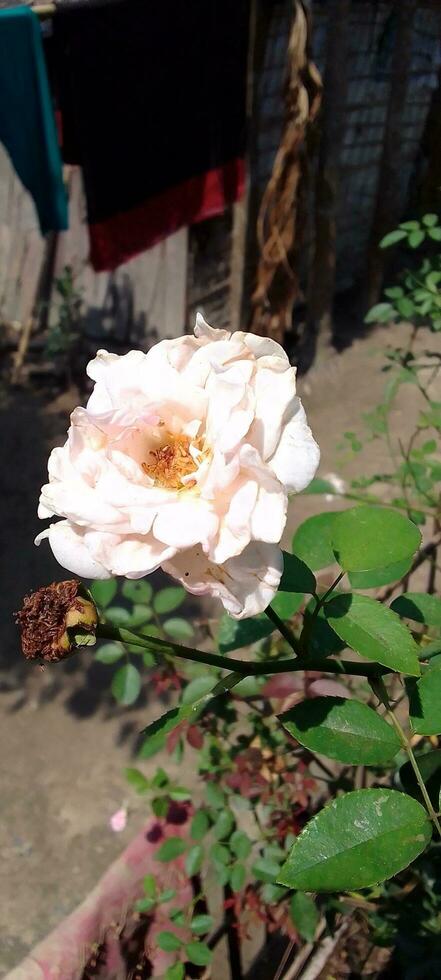 Garden Roses, wallpaper, beauty flower photo