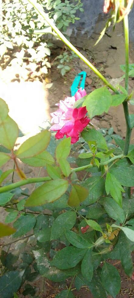 Garden Roses, wallpaper, beauty flower photo