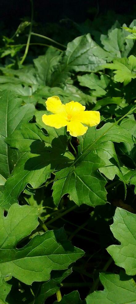 Bitter melon flower, wallpaper, beauty nature photo