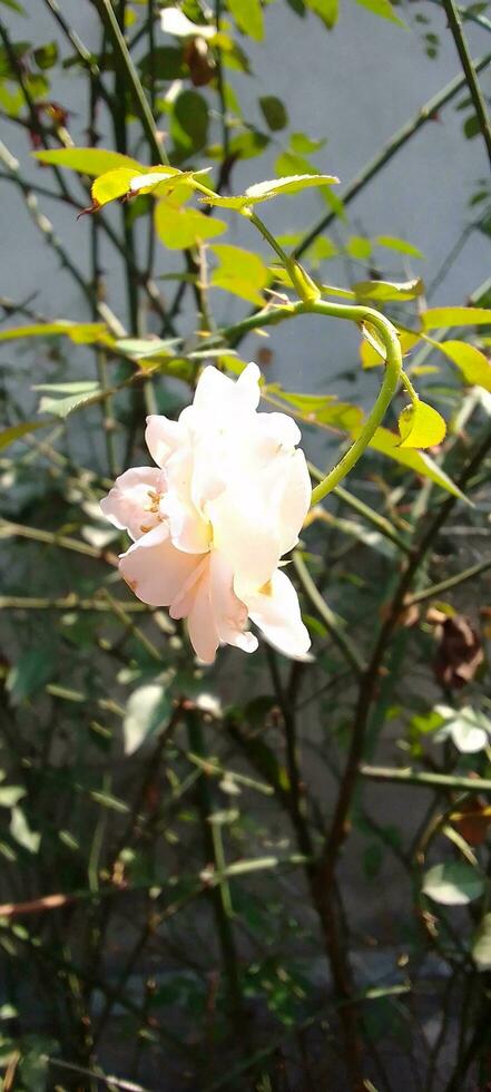 Garden Roses, wallpaper, beauty flower photo