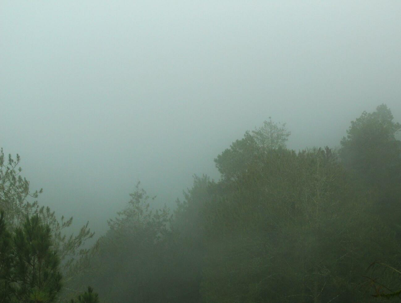 foggy forest landscape.  spooky mountain forest nature themed background with fog mood. photo