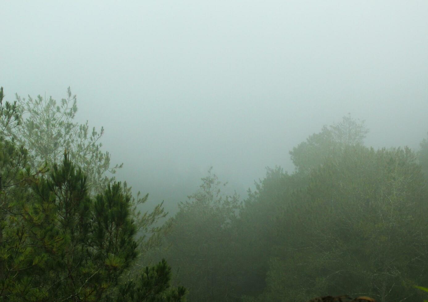 brumoso bosque paisaje. escalofriante montaña bosque naturaleza temática antecedentes con niebla humor. foto