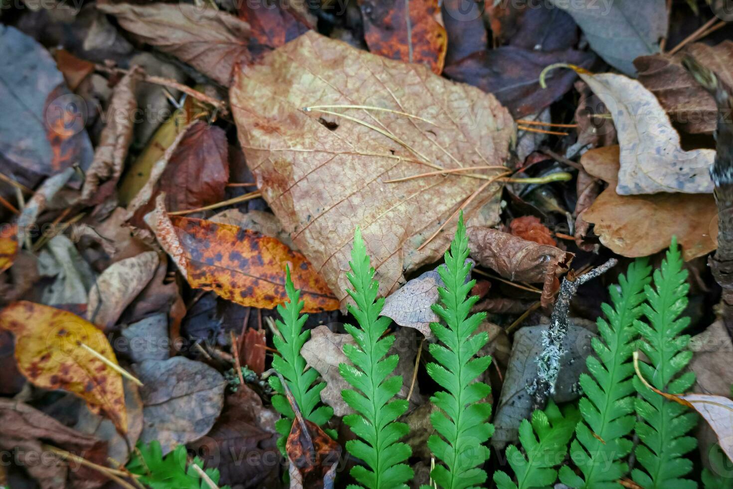 Bright green fern leaf part lying on dry fallen various leaves background photo