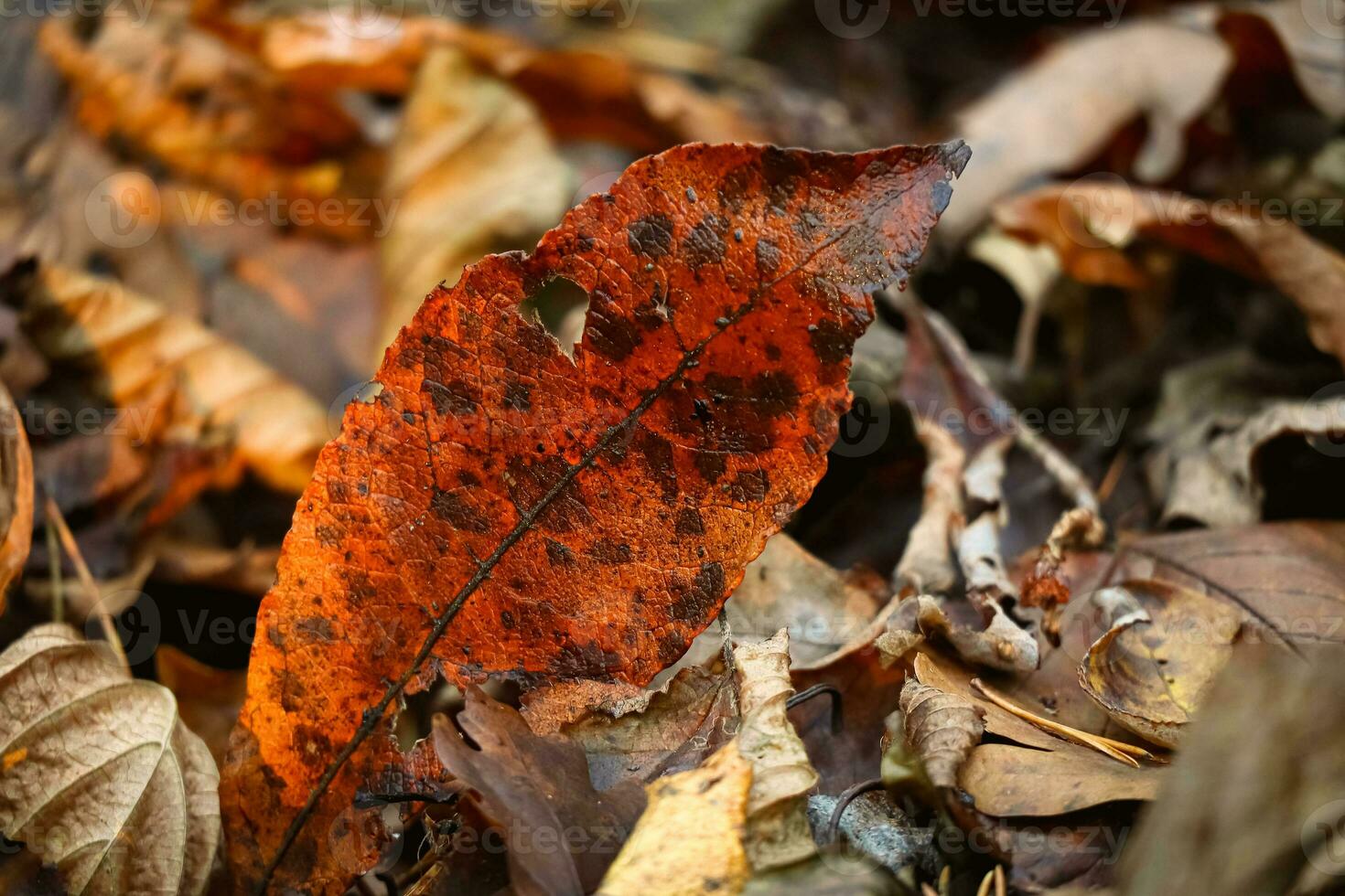 oblongo oscuro naranja ceniza hoja con lugares y agujeros en pie en marrón caído hojas alfombra en bosque suelo foto