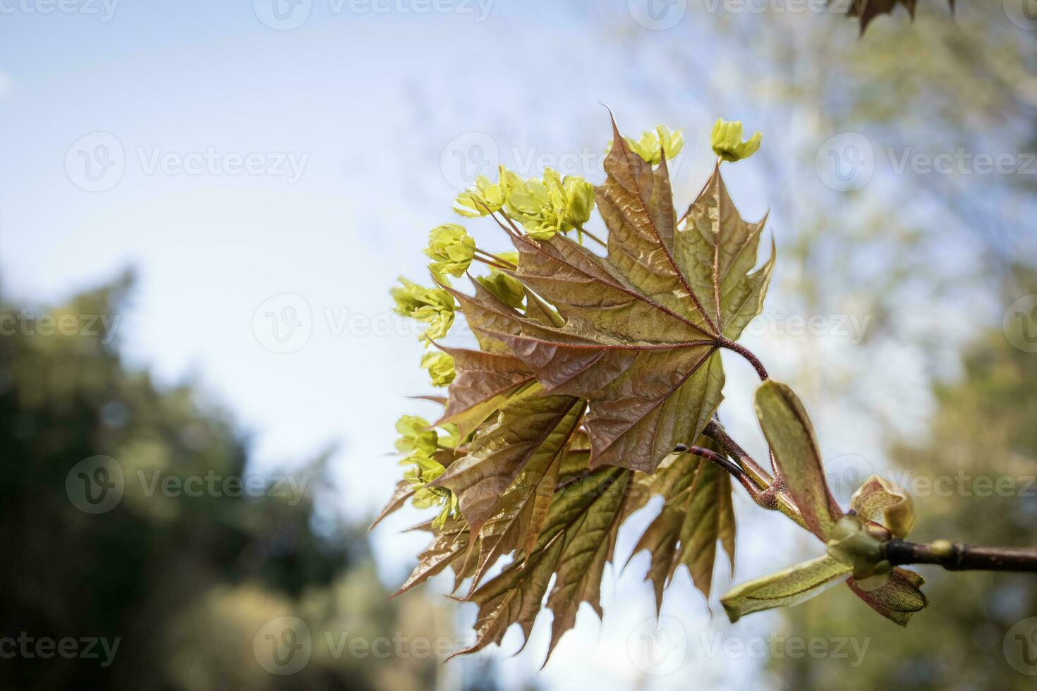 Light yellow and green young maple leaves with bunch of buds on blue sky in spring sunlight photo