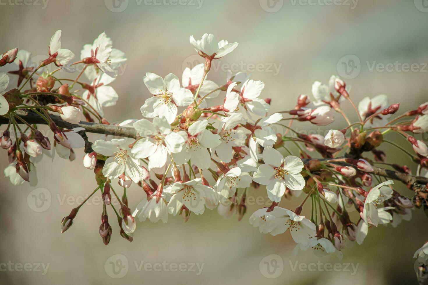 Sunny backdrop with spring cherry white blossoms on blurred flower background with copy space photo