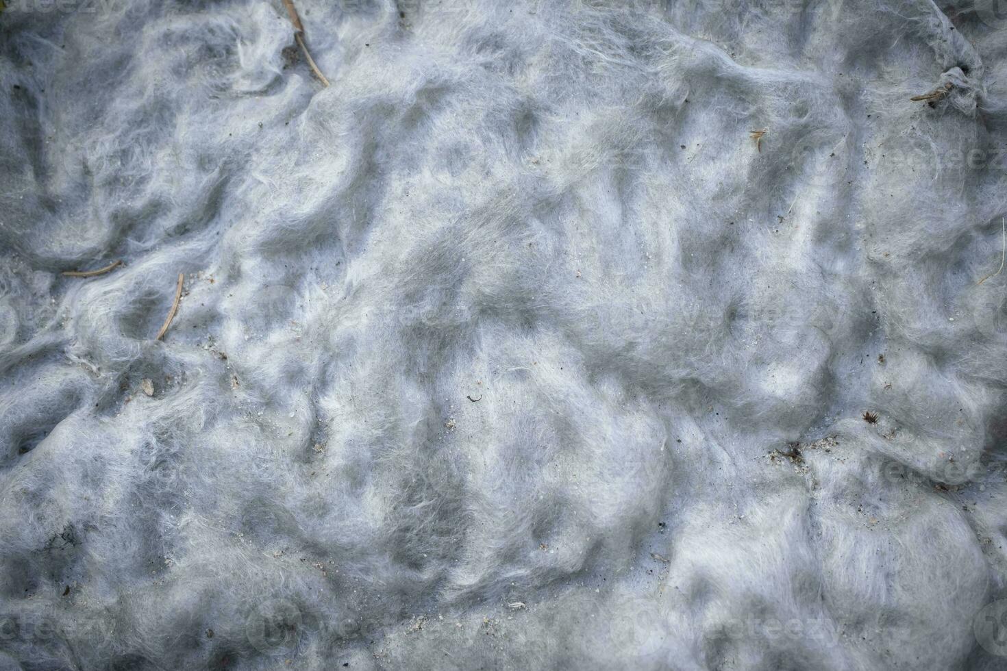 Background of white dirty cotton wool from old matress stuffing close up top down view photo