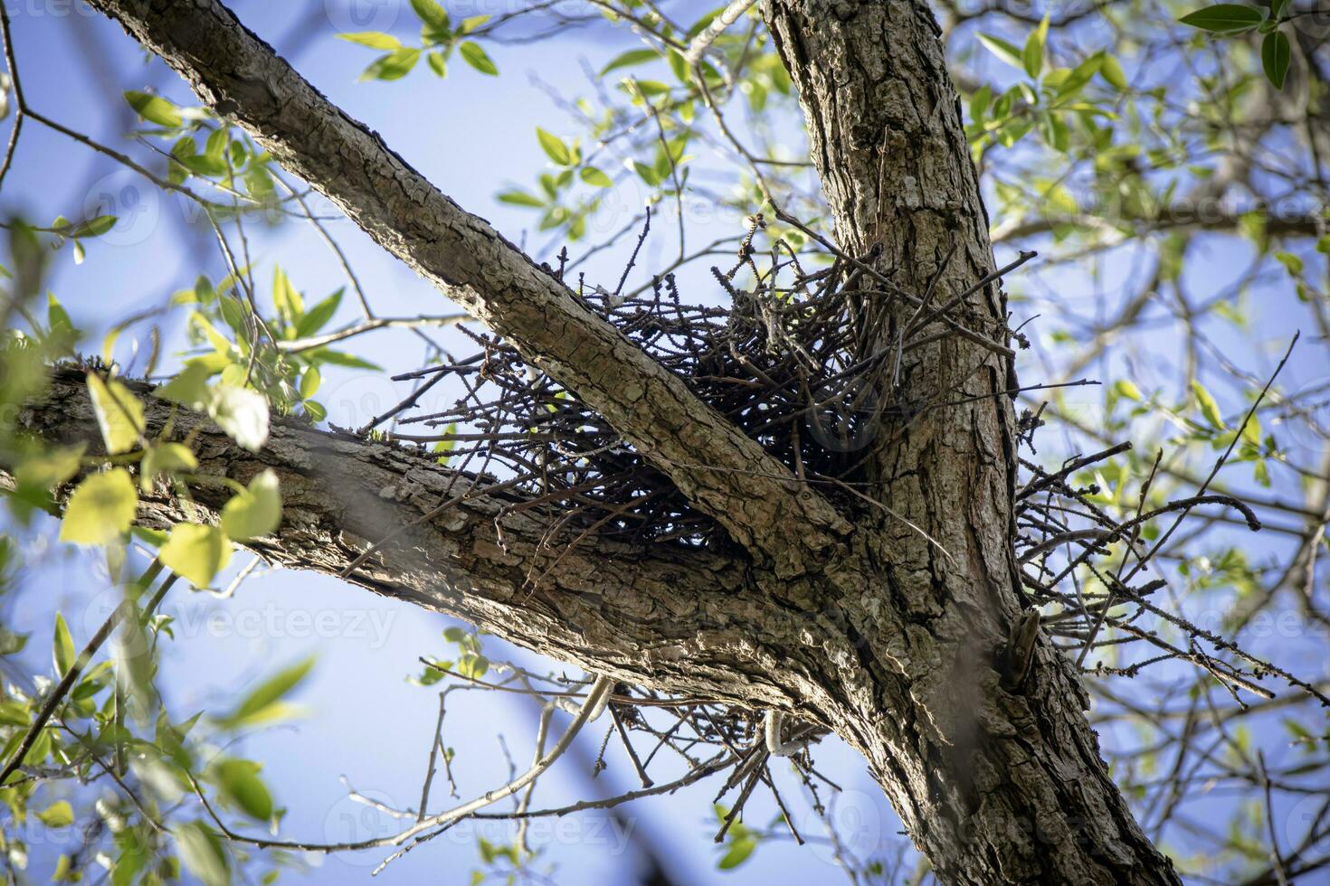 pequeño nuevo aves nido alto arriba en árbol Entre Tres árbol ramas con joven verde hojas en azul cielo antecedentes en brillante soleado primavera día foto