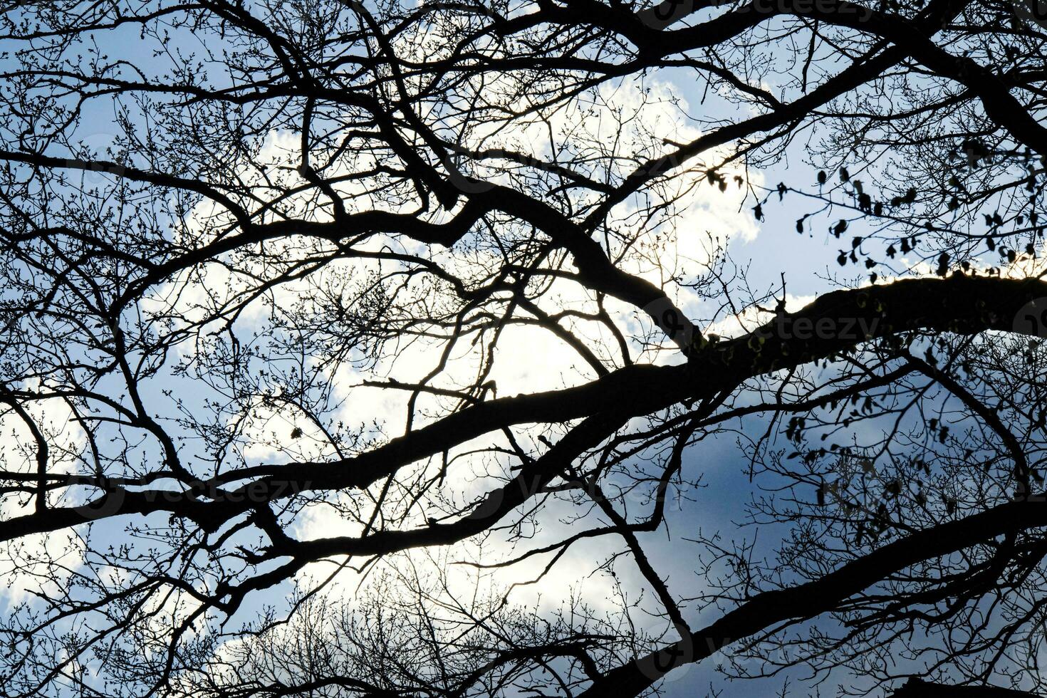 Silhouette of bends and lines of old oak branches against blue sky with white clouds photo