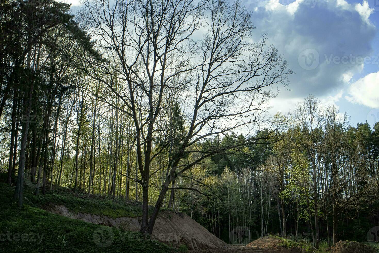Beautiful forest in spring with young leaves on trees on blue cloudy sky background photo