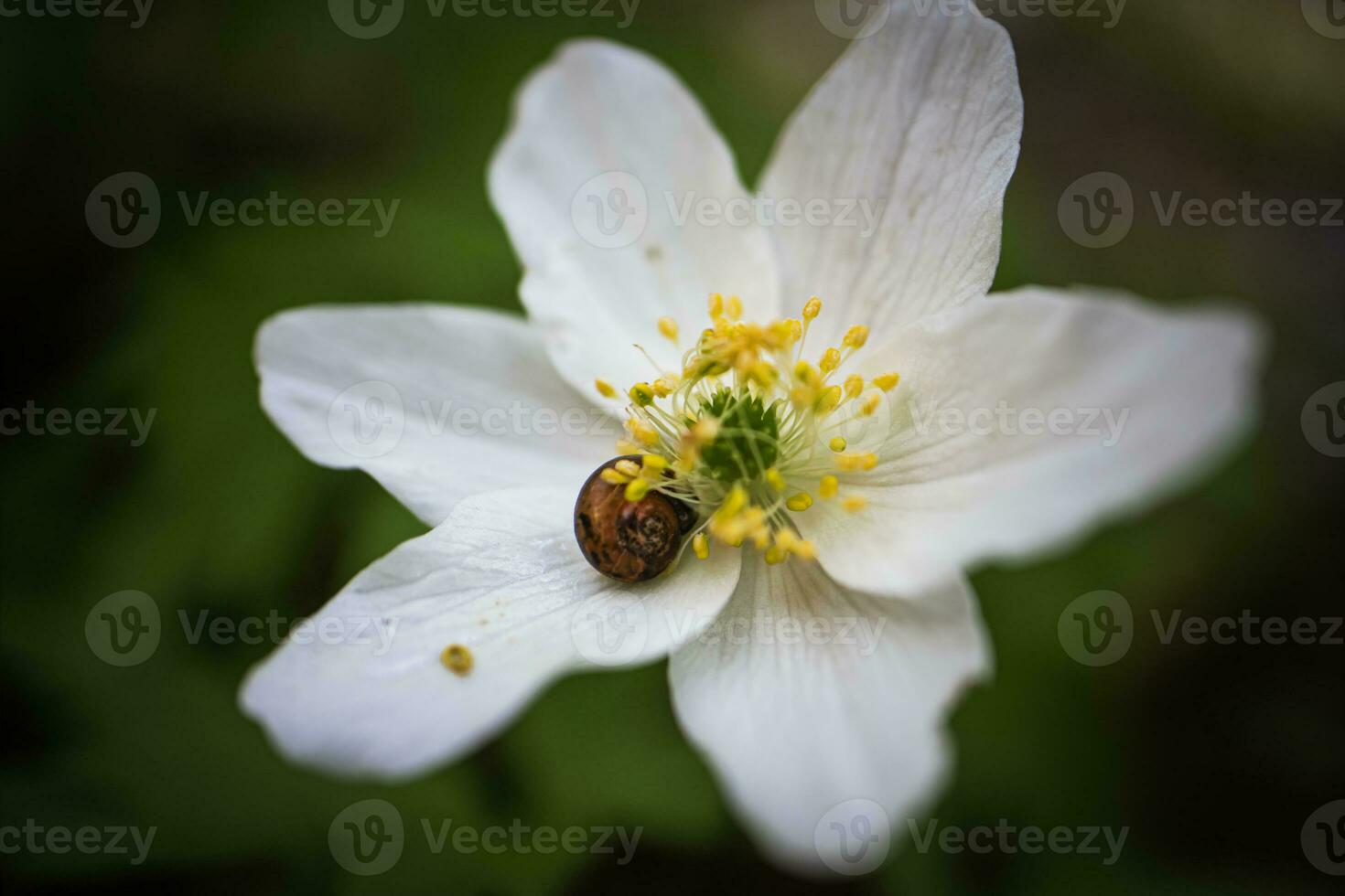 Wood Anemone white flower with sleeping small snail in the center of it photo