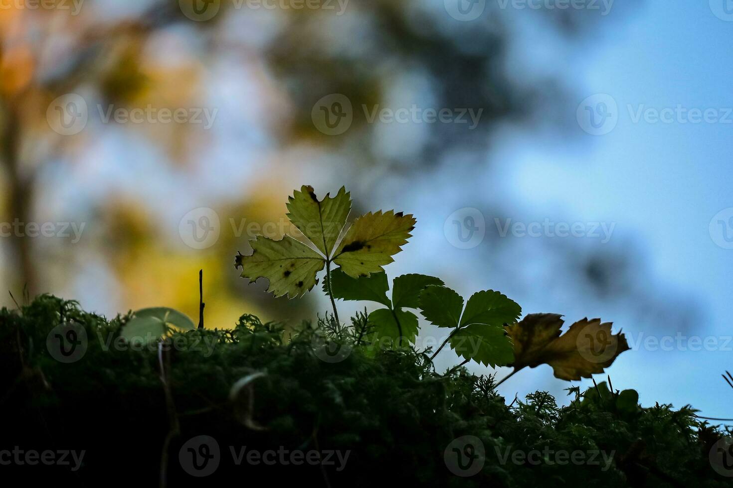 Green wild strawberry leaves against blue evening sky in sunset and trees on the background photo