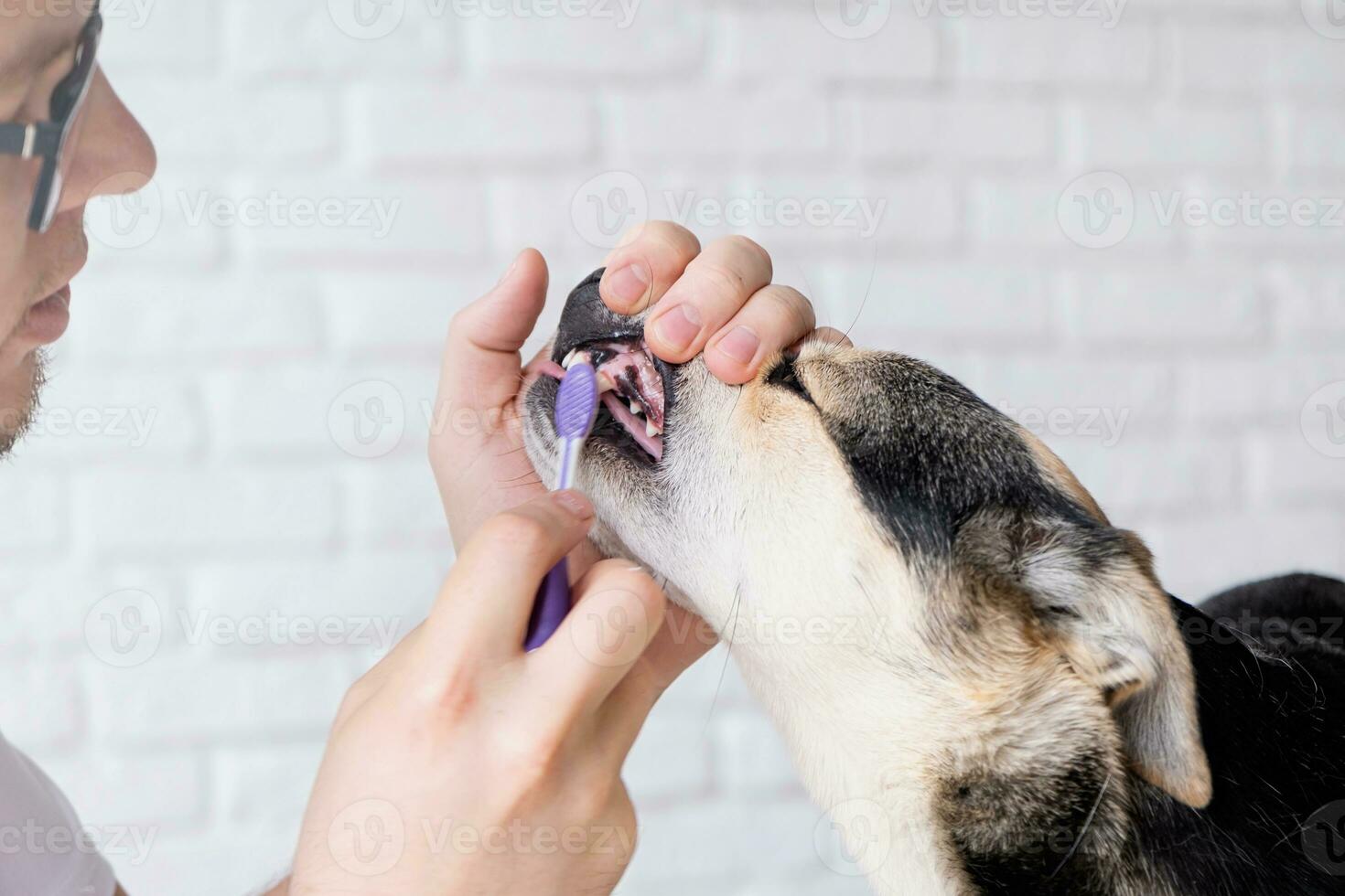 propietario cepillado dientes de linda perro a hogar foto