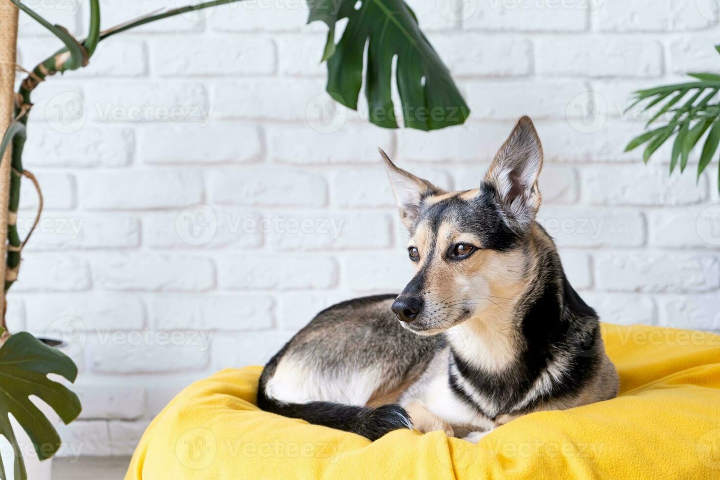Cute mixed breed dog lying on yellow bed at home looking attentively , home plants on the background photo