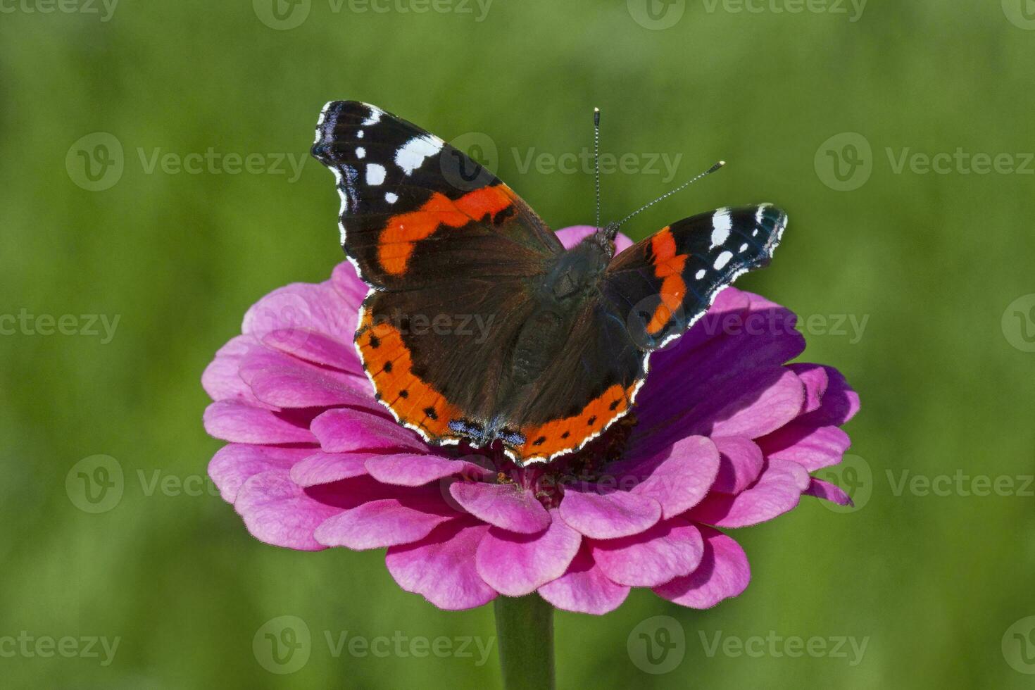 red admiral butterfly sitting on purple marigold flower in garden photo