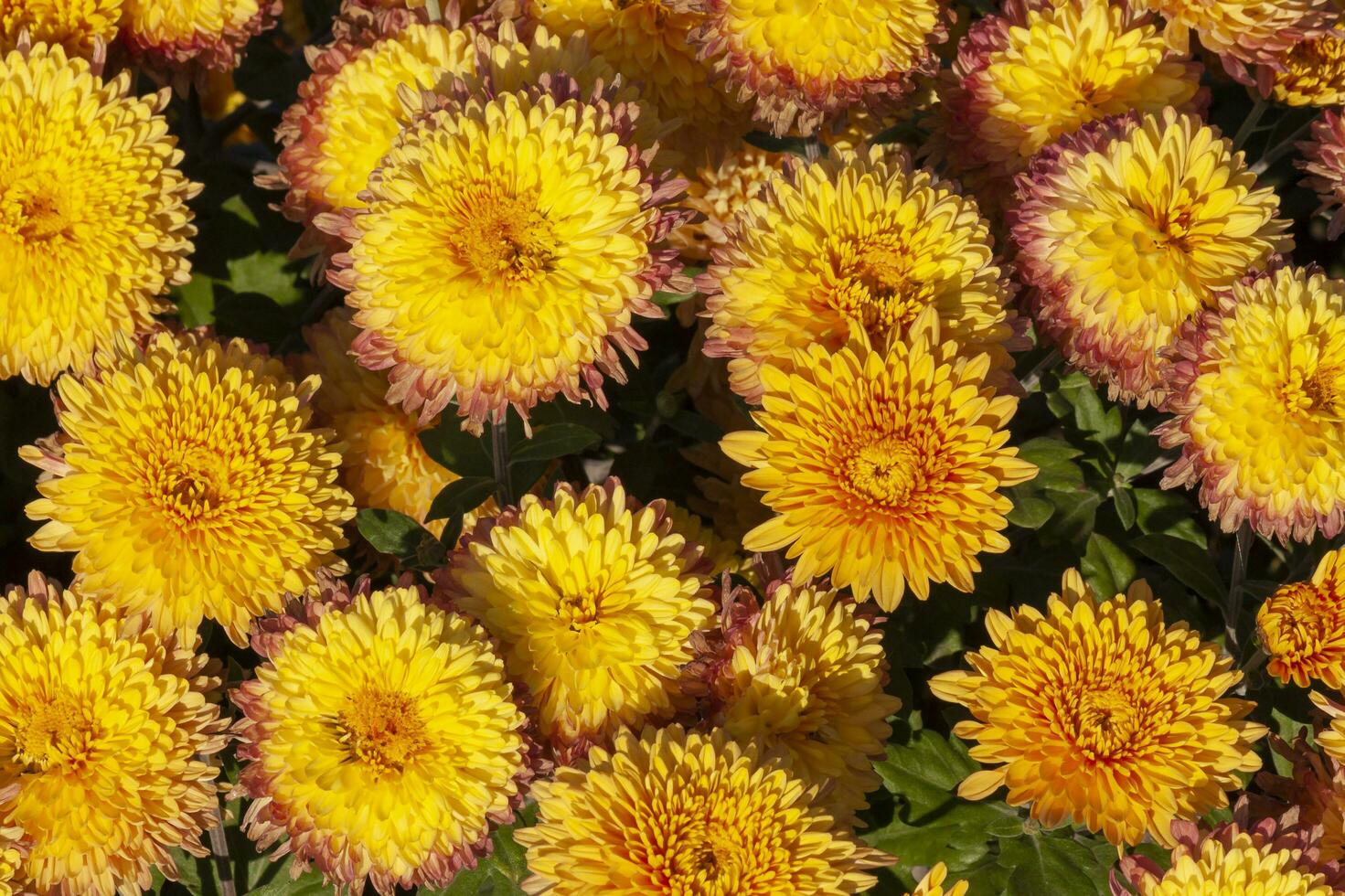 yellow chrysanthemum flowers in a garden photo