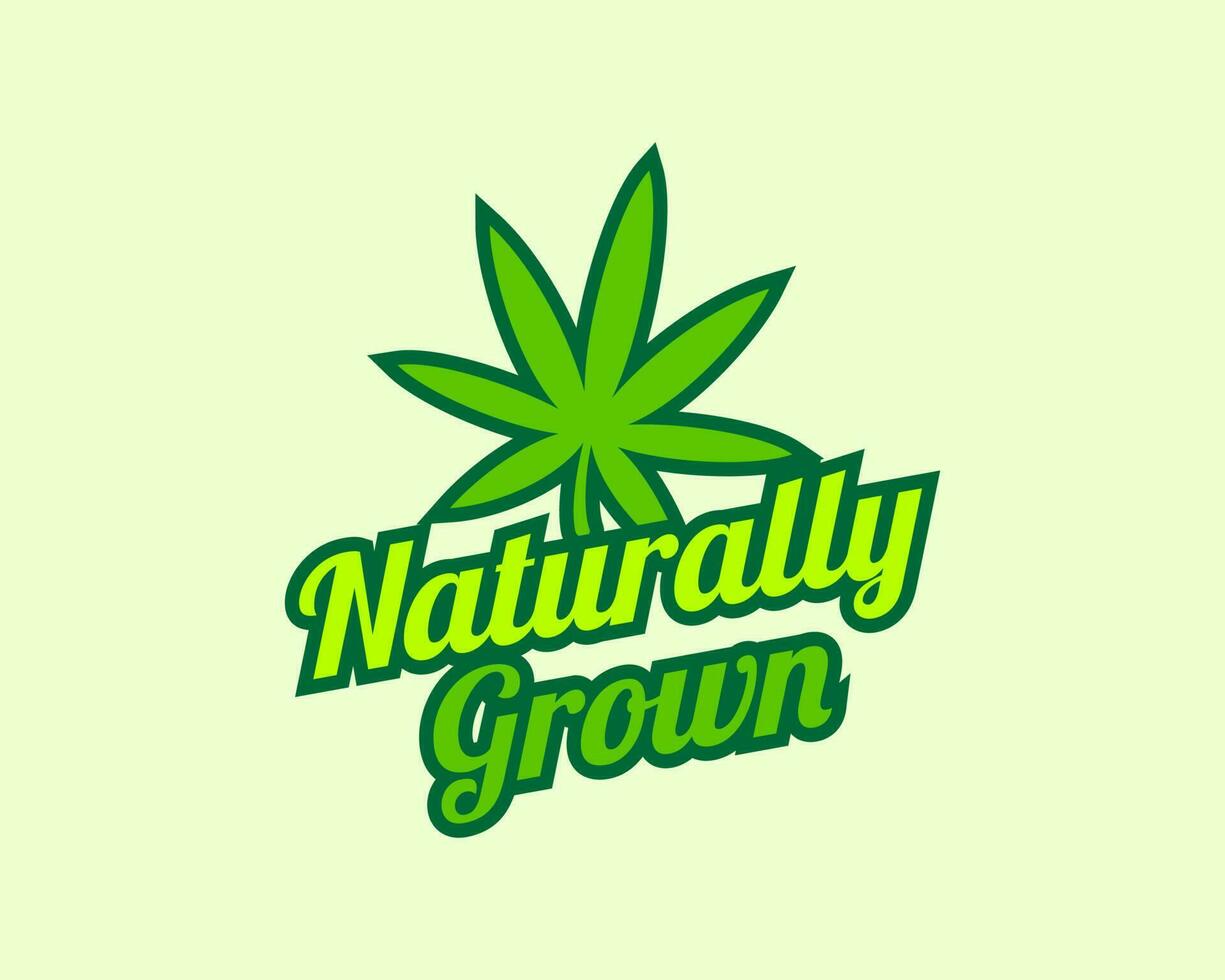 Naturally Grown Hemp leaf logo design for Medical Cannabis clinic vector