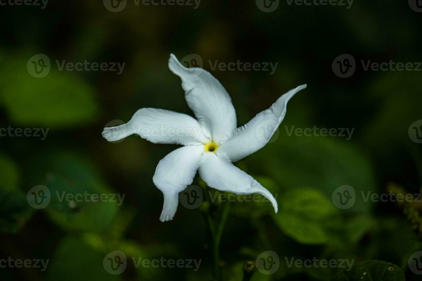 Jasmine flowers in the yard photo