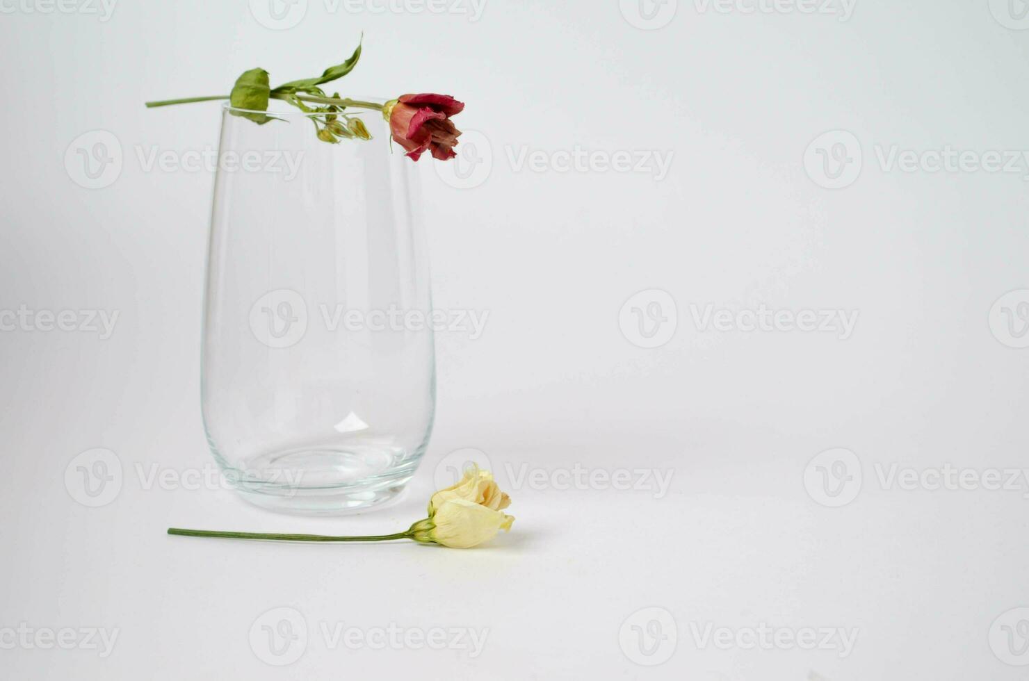 Two flowers and the glass on the white background. Space for text. photo