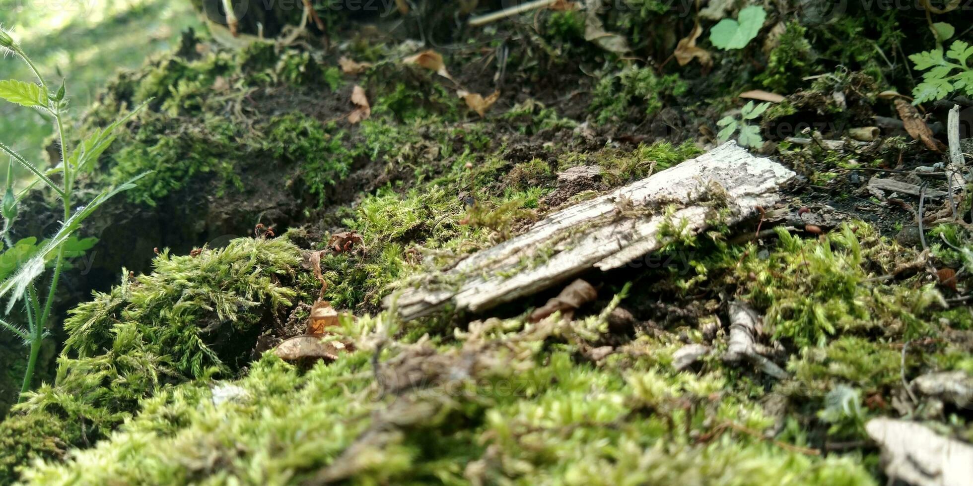 Green moss on the ground. Old tree and young grass. Spring nature. photo