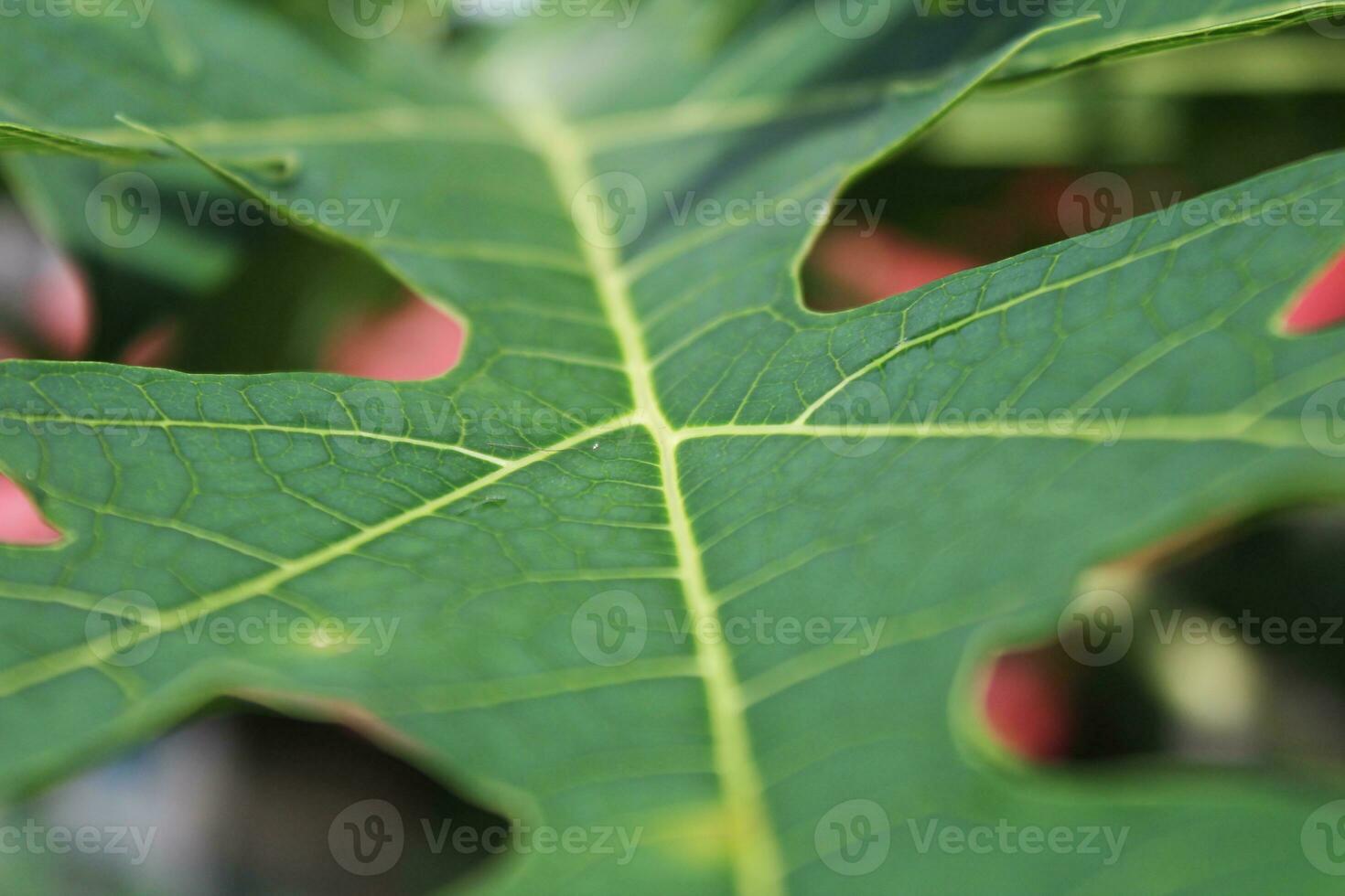 Selective focus of a green papaya leaf shows the tecture photo