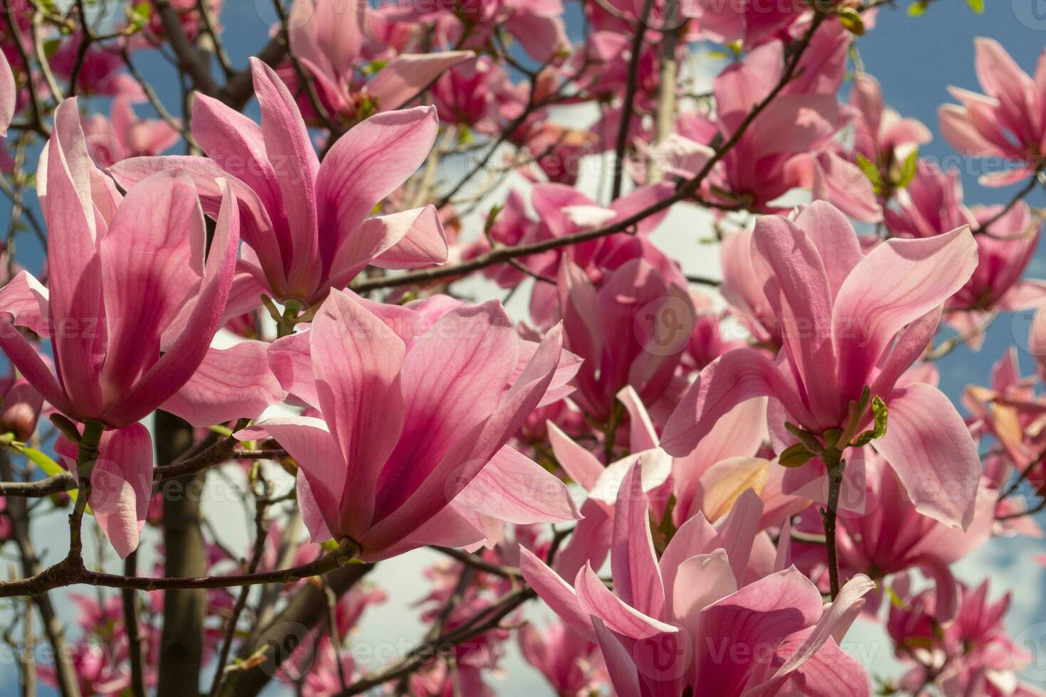 Gentle pink Magnolia soulangeana Flower on a twig blooming against clear blue sky at spring, close up photo