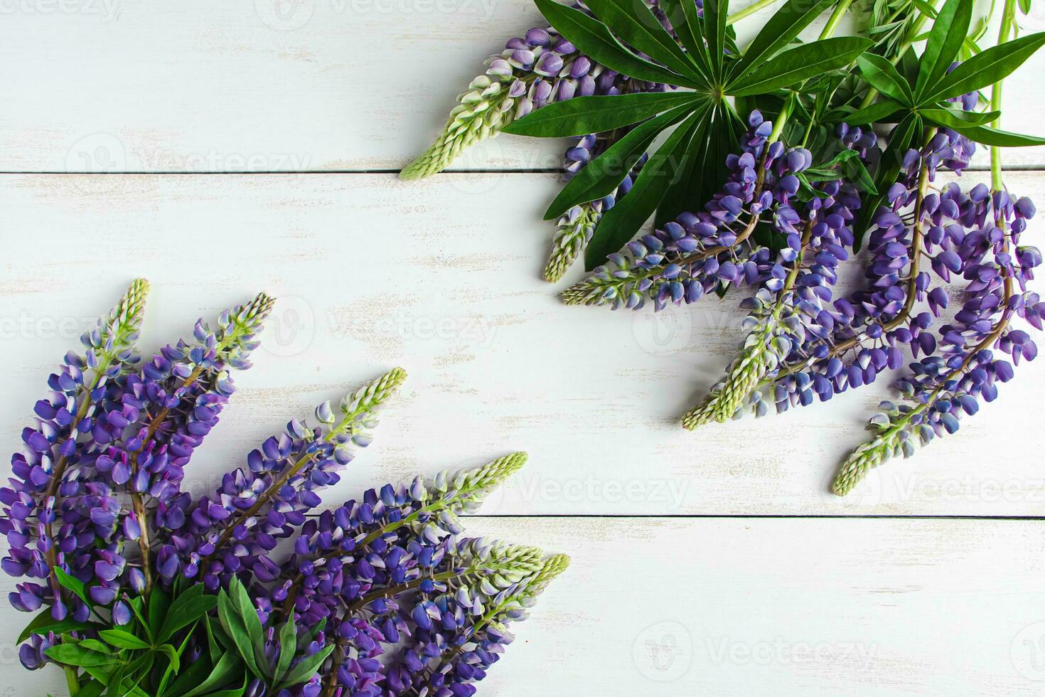 Natural background. Purple and blue lupins on white backdrop. photo