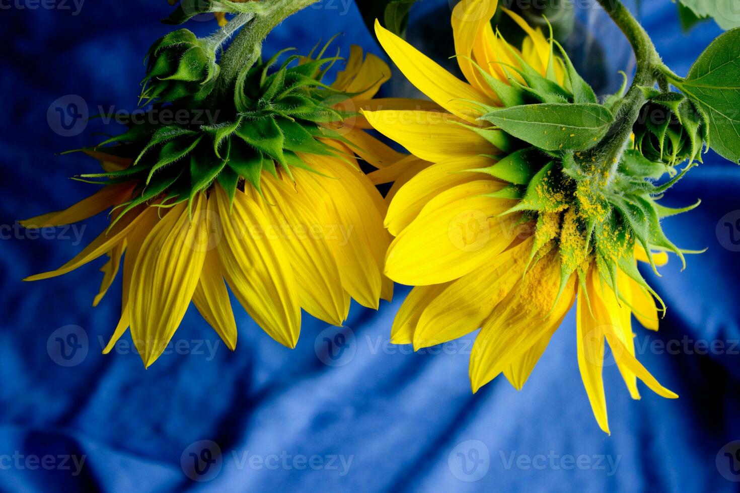 Beautiful sunflower close up,sunflower on blue background,ukrainian symbol,print for postcard,wallpaper,cover design,poster ,calendar,advertising,packaging,greeting card,yellow flower. photo