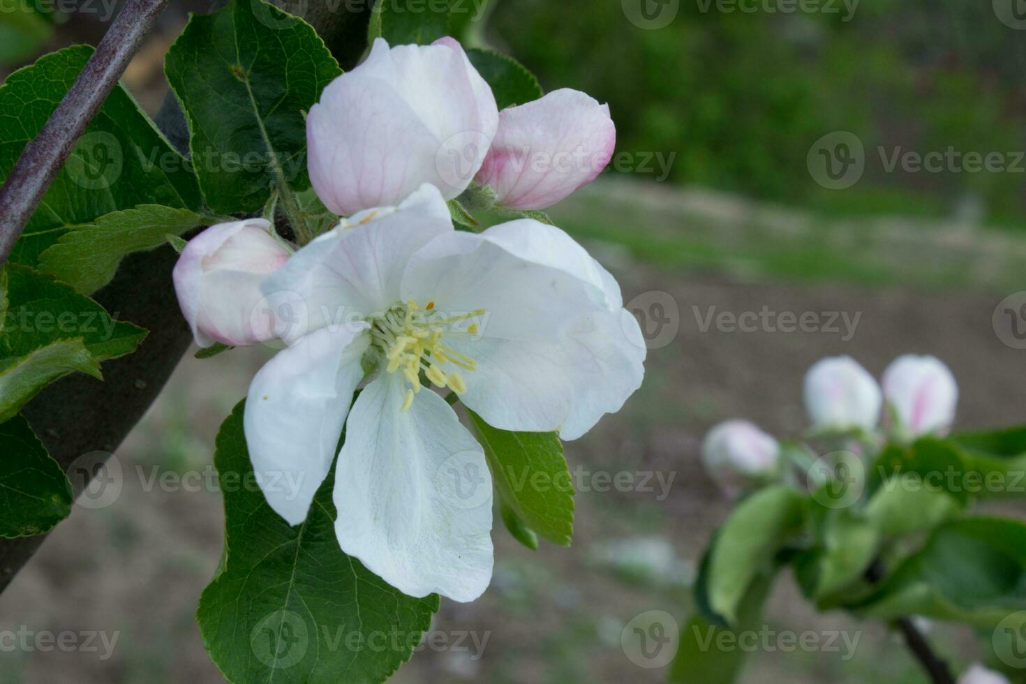 Pink and white apple blossom flowers on tree in springtime photo